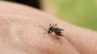 Half the world at risk: WHO reports chikungunya virus outbreak