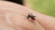 Half the world at risk: WHO reports chikungunya virus outbreak