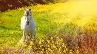 Heat persists: where in Kazakhstan it will be especially stifling