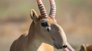Kazakhstan to transfer 1,500 saiga antelopes to China for population restoration