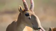 Kazakhstan to transfer 1,500 saiga antelopes to China for population restoration