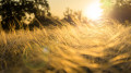 40-degree heat will return to Kazakhstan