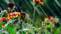 Cyclone to hit Kazakhstan: Where to expect heavy rain and cooling