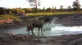 Moose family captured on camera in Pavlodar region