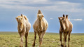 Intense heat and rain: weather in Kazakhstan on August 20