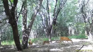Deer with fawns spotted on camera in Almaty region