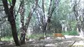 Deer with fawns spotted on camera in Almaty region