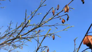 Ecologists concerned about greening efforts in Ust-Kamenogorsk