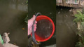 Black water, dying fish: sewage discharged into the Bolshaya Almatinka River