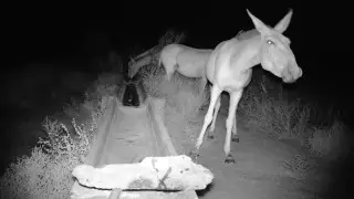 “On the brink of extinction”: red-listed wild horses captured by camera traps in Balkhash