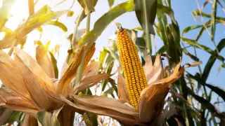 Heat persists despite autumn: thunderstorms, wind, and up to +38°C across Kazakhstan