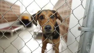 “Life on a timer”: activists protest Kazakhstan’s new animal welfare law