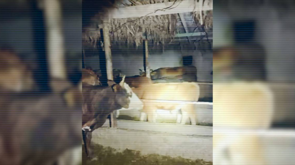 Special foces detains cattle rustlers in southern Kazakhstan