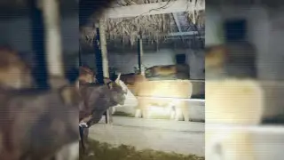 Special foces detains cattle rustlers in southern Kazakhstan