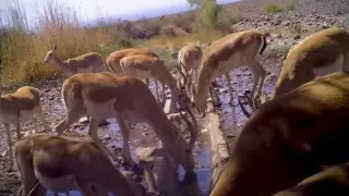 Rare herd of gazelles captured on camera in Zhetysu
