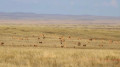 “Golden treasure of the steppe”: massive herd of saiga filmed in Kazakhstan