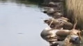 Shocking video: saiga carcasses found in river in Aktobe region