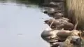 Shocking video: saiga carcasses found in river in Aktobe region