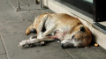 Stray dogs overrun Uralsk