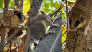 Spotted for the first time: red-listed animal filmed in Almaty region