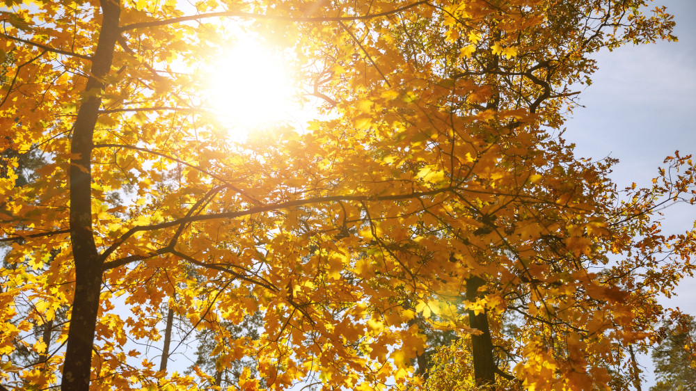 Heat up to +31°C to return to Kazakhstan: weather forecast for September 24