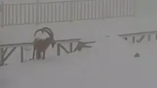 An unusual guest spotted at Shymbulak: video