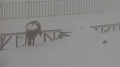 An unusual guest spotted at Shymbulak: video