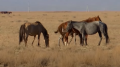 Farmers in Turkestan region are losing livestock due to severe drought