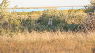 Fox caught on camera in Akmola region