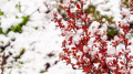 Snow and frosts down to –6°C to hit Kazakhstan: forecasters warn of sharp cold snap