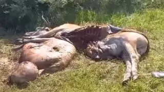 'Attacking cows, smashing barns': hungry bears terrorize five villages in Abai region