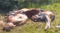 'Attacking cows, smashing barns': hungry bears terrorize five villages in Abai region