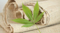 Kazakhstan approves strict rules for industrial hemp cultivation