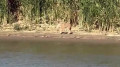 Tourists capture rare sighting of jackal in Atyrau region