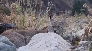 Rare predator captured on phone camera in Almaty region