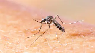 WHO issues warning about chikungunya virus