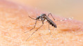 WHO issues warning about chikungunya virus