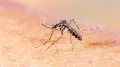 WHO issues warning about chikungunya virus
