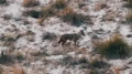 “Important role”: jackal caught on video in Kazakhstan