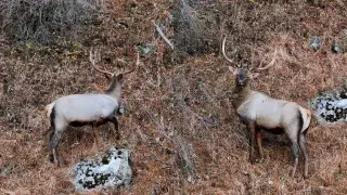“Important to protect“: Kazakh traveler captures rare footage of marals