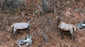 “Important to protect“: Kazakh traveler captures rare footage of marals