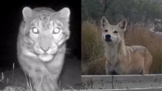 'Rare footage': snow leopard and wolves captured on camera in Kazakhstan