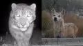 'Rare footage': snow leopard and wolves captured on camera in Kazakhstan