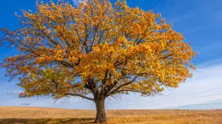 Frosts down to –9°C and warmth up to +27°C: sudden weather change in Kazakhstan