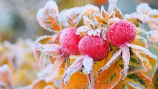 Severe frost down to -10°C to hit cities across Kazakhstan