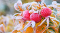 Severe frost down to -10°C to hit cities across Kazakhstan