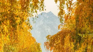 “All in gold”: Photographer captures magical autumn in Almaty