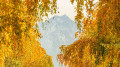 “All in gold”: Photographer captures magical autumn in Almaty