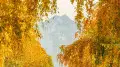 “All in gold”: Photographer captures magical autumn in Almaty