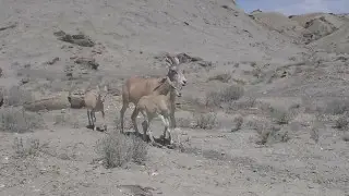 Rare Ustyurt argali caught on camera in Kazakhstan